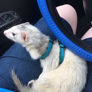 Meet your Posher, Cortney